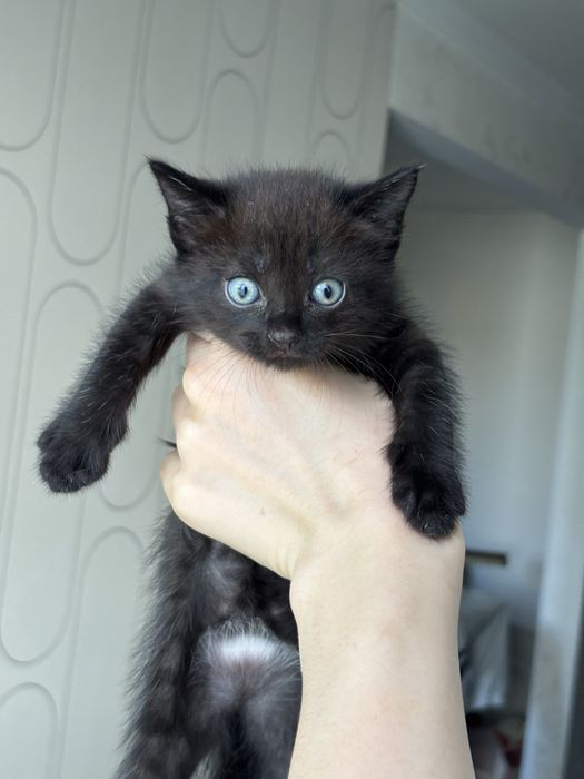 Отдадим котенка в добрые руки