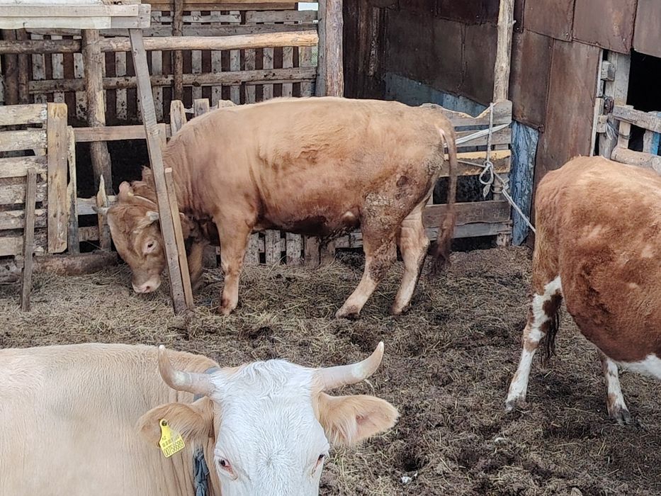 Бұқа сатылады 1жас 2ай