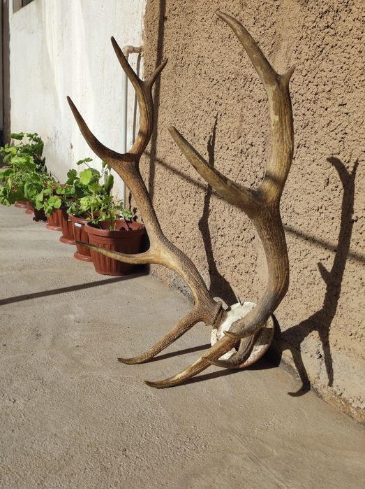 Buxoro bugʻusi shoxi