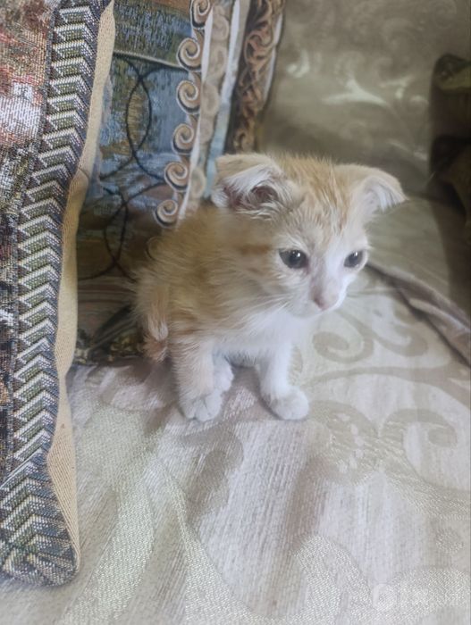 Отдам в добрые руки 3 котят