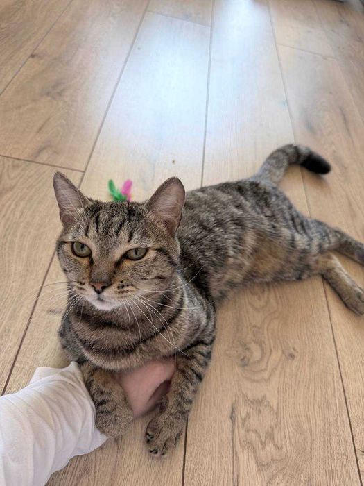 Кот француз ищет дом