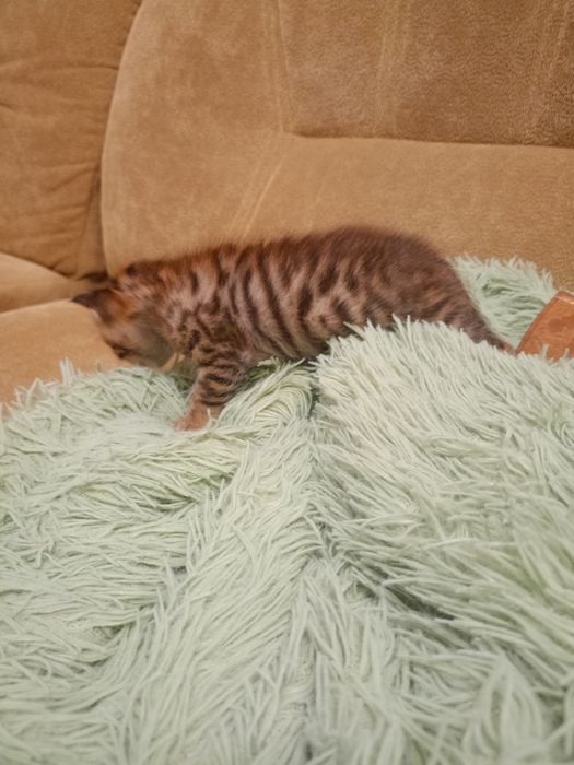 Красивые породистые котята