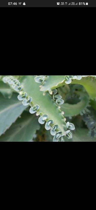 Кувшинки (семена )Алоэ вера, каланхоэ.