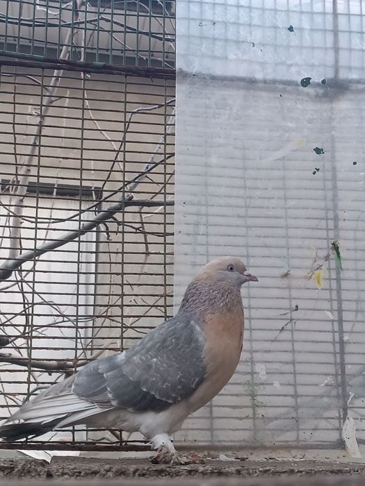 Голуби. Кептер. Кус.