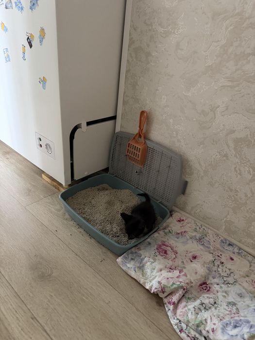 Котенок мальчик