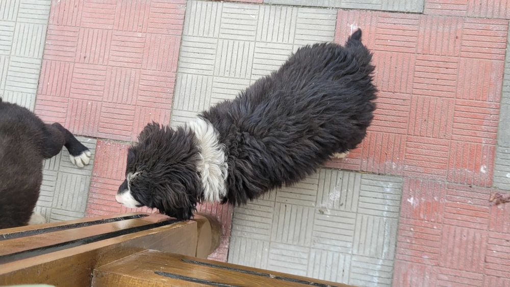 Щенята от черного лабрадора