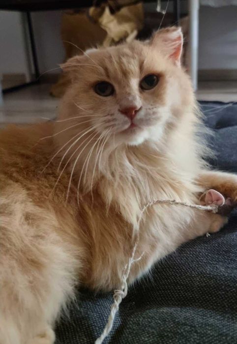 Adoptie pisica roscata Pufarina