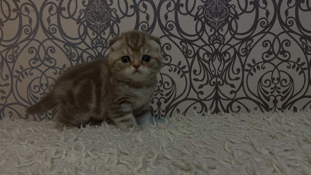 Продаётся котенок,мальчик.