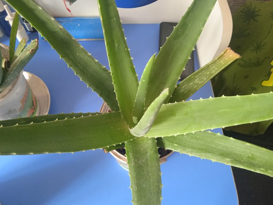 Продам алоэ вера