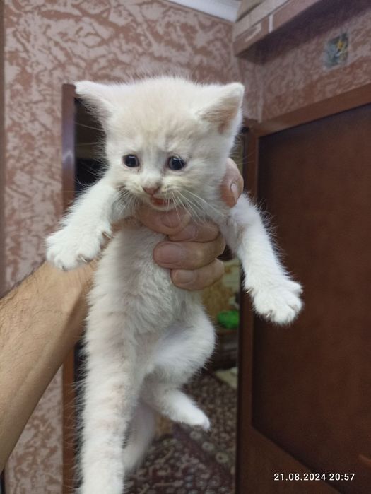 Regmi note 10 s hlus