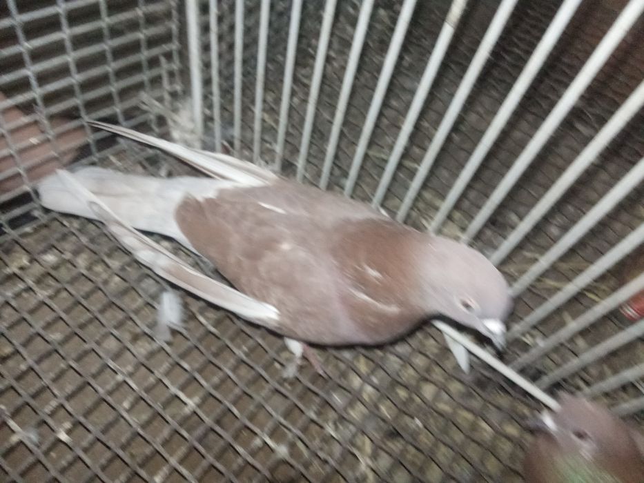 Кептер сатыладыы