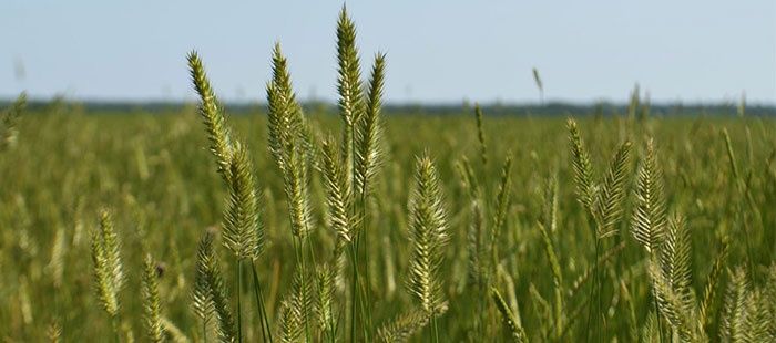 Продается кх/фх 400 га