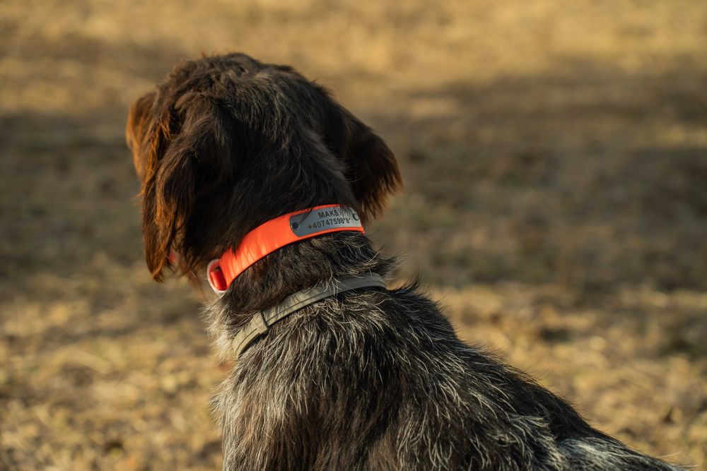 Нашийник в оранжев цвят- /с име и телефонен номер/