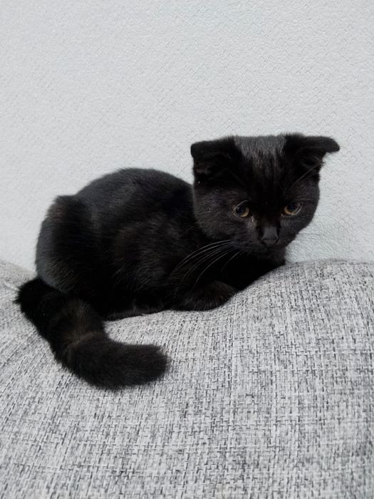 Продам котёнка скотишфолд