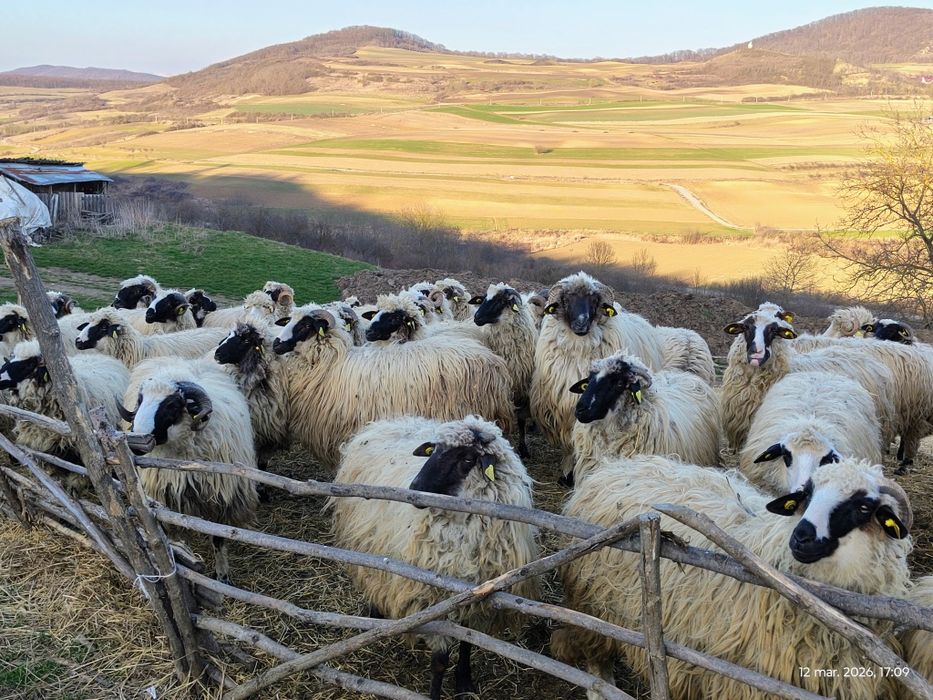 Oi , cârlani 50 bucăți