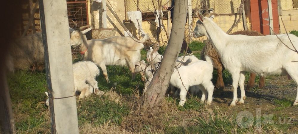 Зотдор эчкилар сут берадигон
