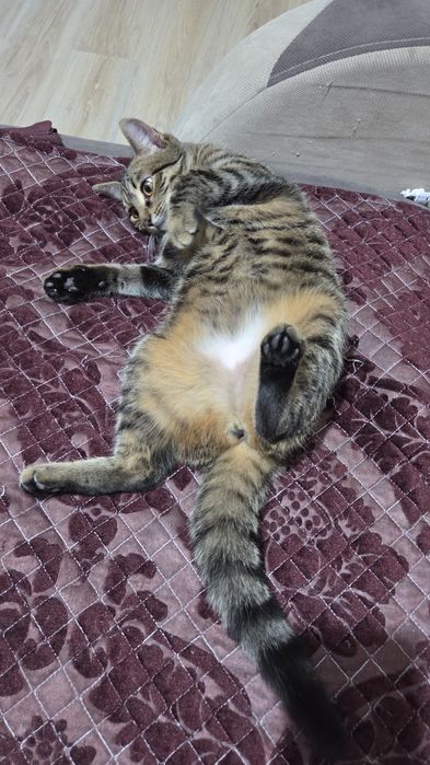 Отдадим котика 1 годик