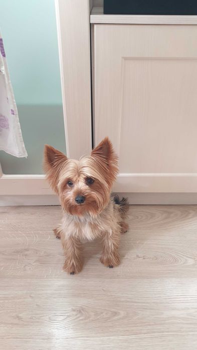 Вязка йоркширского терьера