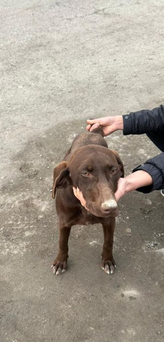 Продаётся щенок куцхаар