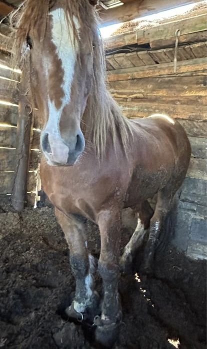 Жеребец советский тяж