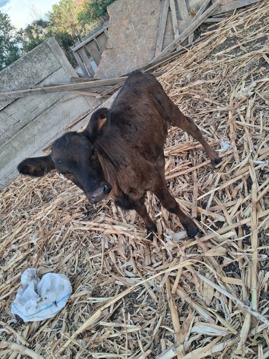 Vând vitea metis angus