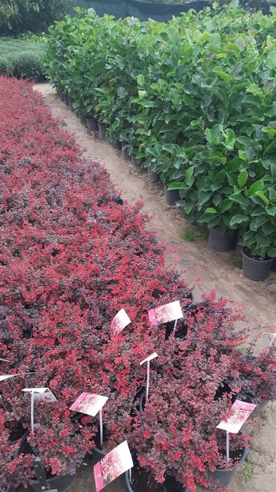 Tuia oferta de toamnă