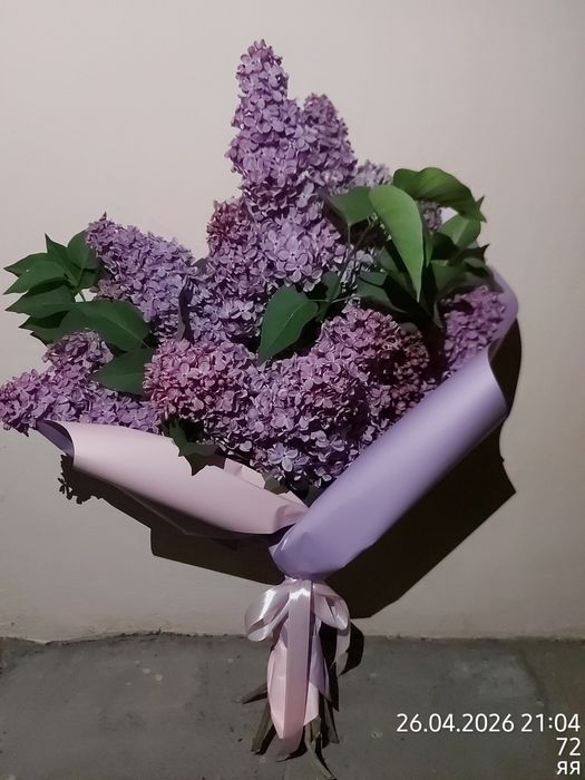 Продам сортовую сирень на срез