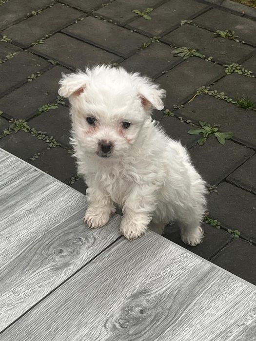 Bichon Maltez mascul