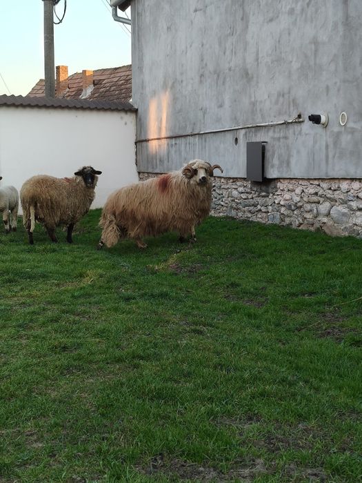 Berbec Țurcan~Exemplar Deosebit~