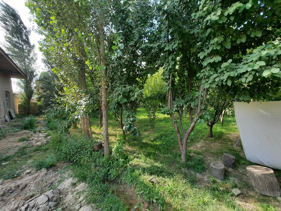 Келес. Кул тупеда  ер майдони сотилади.