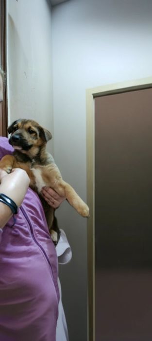 Търсите семейството за Кученце