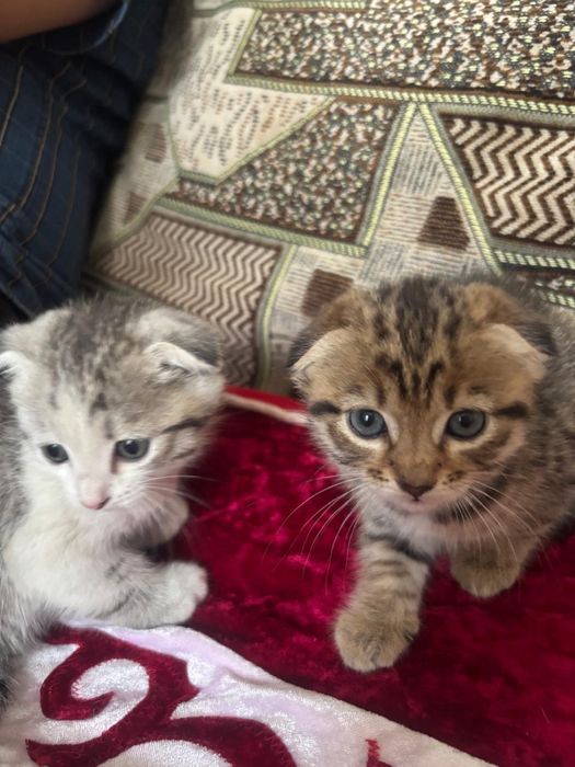Котяткии 1 месяц