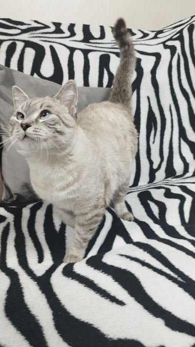 Отдам в добрые руки