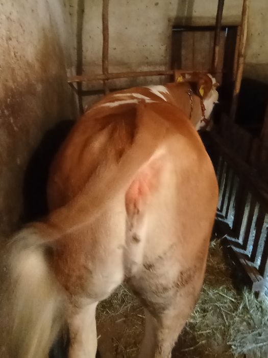 Vând vițea de carne