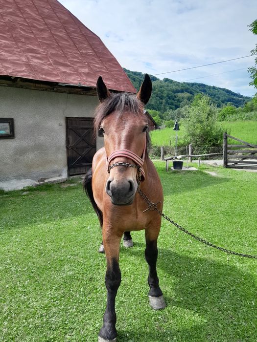 Vând cal castrat de 4 ani, foarte blând,  merge  foarte bine la tras de lemn și la căruță . Nu răspund wassap. 0757383195