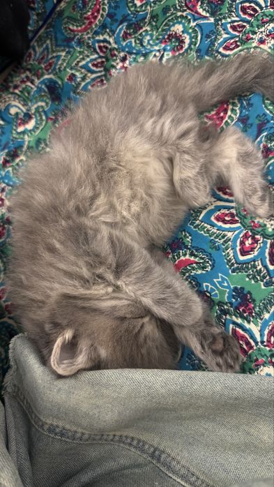 Отдам котят в хорошие руки