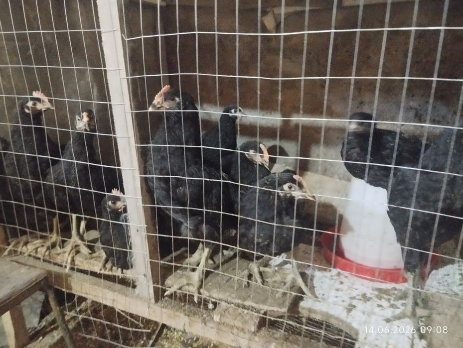 Гигант Жерси Кора Шахзода