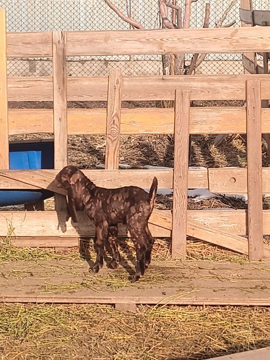 Камори козлик!!!