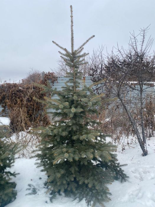 Ели голубые , самовывоз