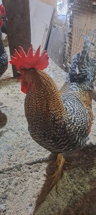 Продам петушков срочно