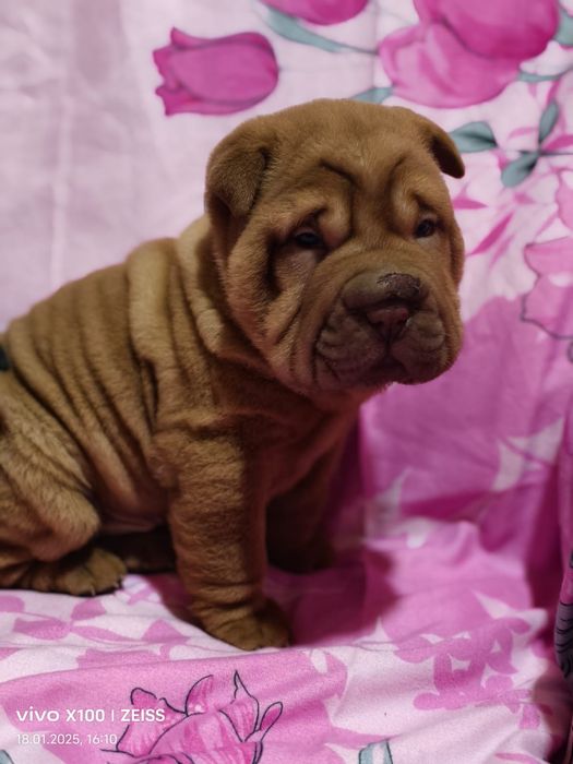 Продам щенков породы шарпей