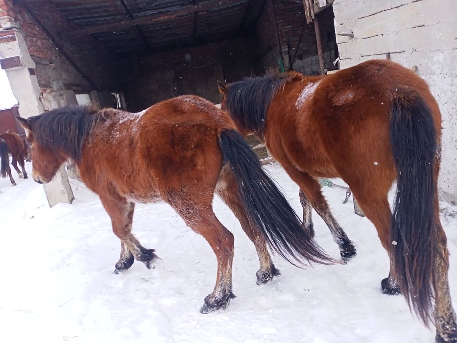 Продам тайлар согым