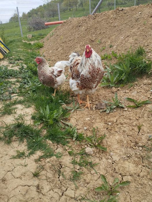 Cocos si găină Wyandotte