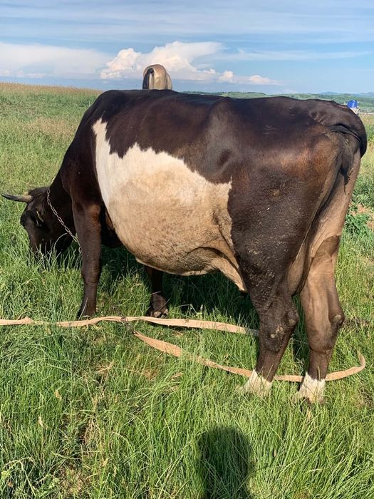 Vând vaca gestanta de 8 luni