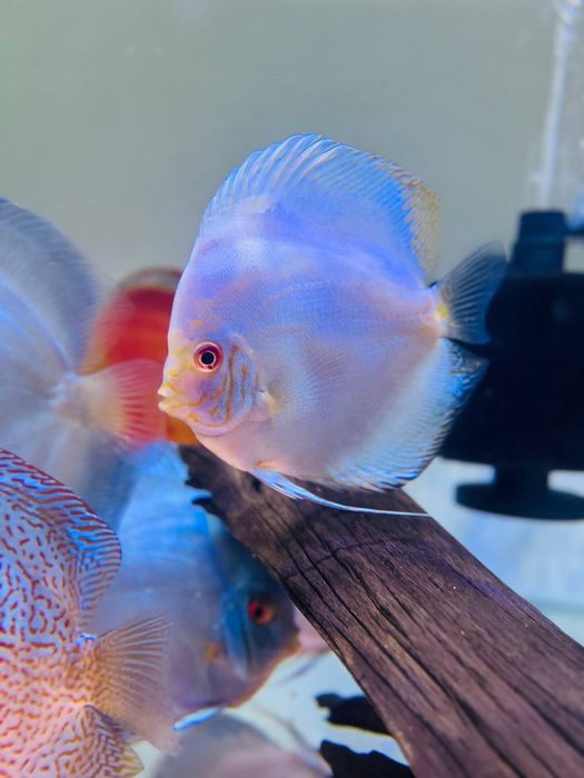 Kotta Diskusla Sotiladi