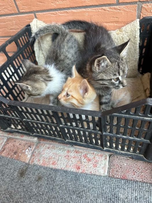 Котята даром в добрые руки