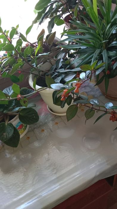 Продам Домашние цветы