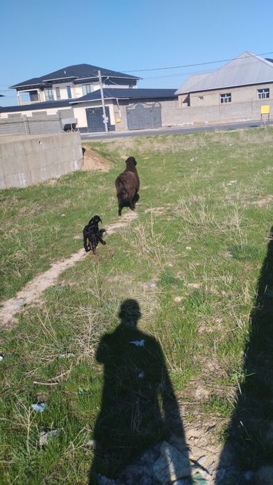 Қозылы қой. Қозысы еркек