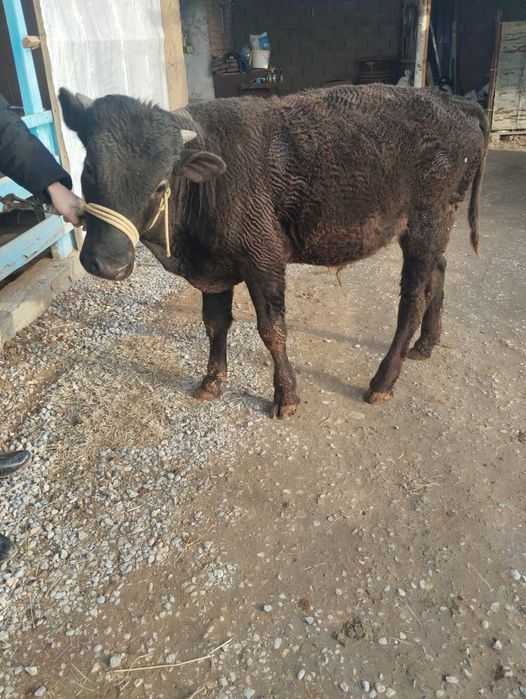 Кара мал ,бука сатылады