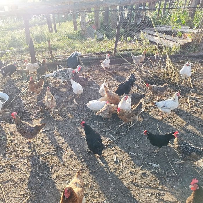 Продам кур домашние